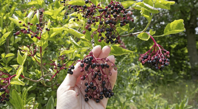 Pure Nordive Elderberry hylki